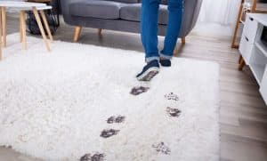 Methods to Avoid Stains and Grimes on Your Carpet